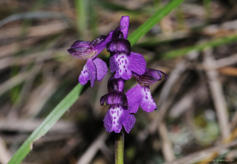 Orchidee del Chianti - Ophrys sphegodes e altre...